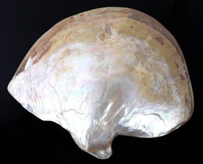 Lot 206 lovely half clam shell iridescent