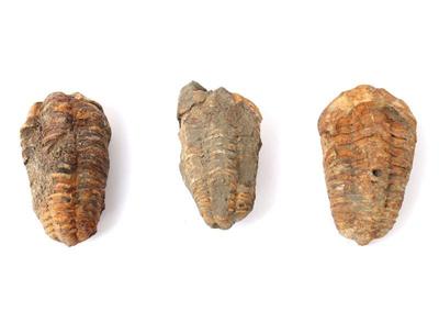 Lot 213 wonderful trio of ancient trilobites