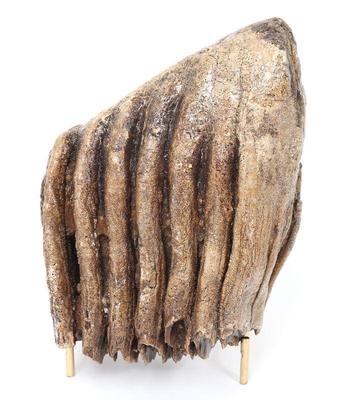 Lot 214 wonderful woolly mammoth tooth