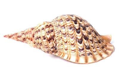 Lot 172 sixteen inch long triton seashell