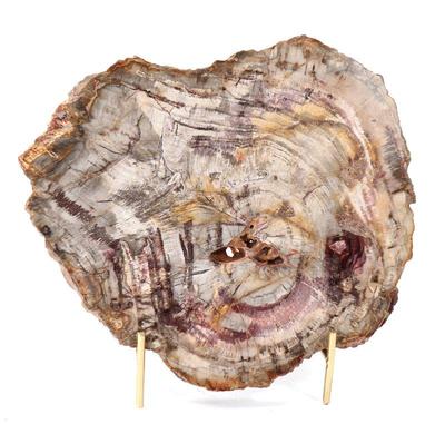 Lot 217 wonderful slab of ancient petrified wood wstand