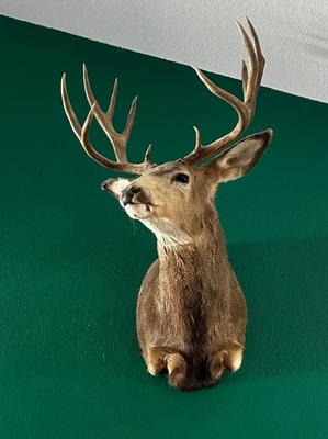 Taxidermy 12 Point Buck