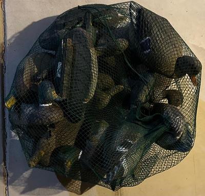 Duck Decoys