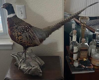 Pheasant 
