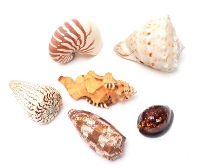 Lot 219 wonderful group of six vintage sea shells