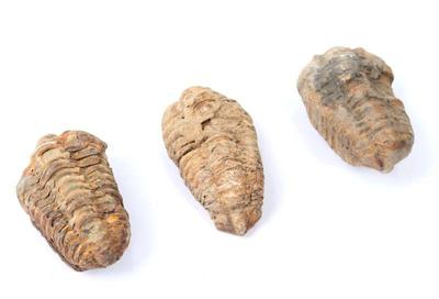 Lot 227 group of three fine ancient trilobite fossils