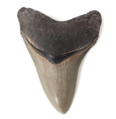Lot 223 ancient fossilized megalodon tooth