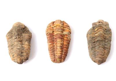Lot 228 trio of ancient trilobite fossils