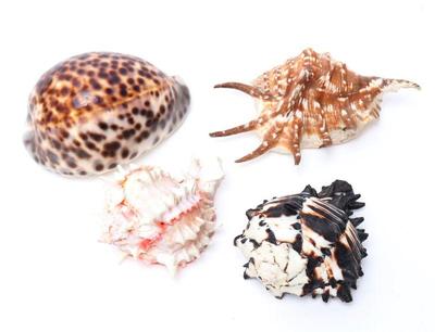 Lot 218 group of four sea shells