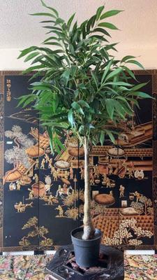 5 large faux plant