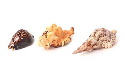 Lot 197 trio of small sea shells cypraea, pear triton & triton