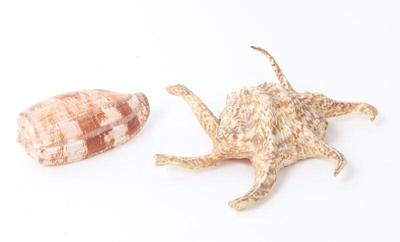 Sale Photo Thumbnail #124: Lot 128 two lovely sea shells conus geographus & spider conch