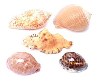 Lot 196 lot of five vintage sea shells