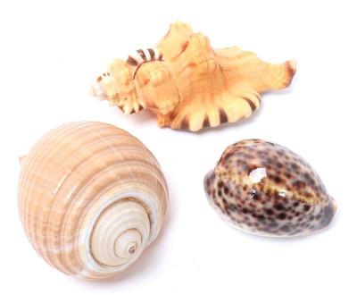 Lot 195 group of three vintage seashells