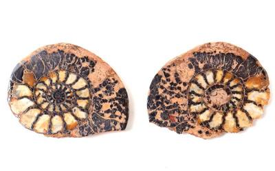 Sale Photo Thumbnail #203: Lot 209 gorgeous ancient fossilized pair of ammonite fossils