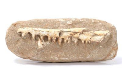Lot 207 wonderful ancient fossilized dinosaur jaw teeth
