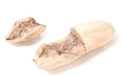 Lot 206 ancient preserved dinosaur embryo fossil