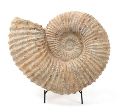 Lot 203 massive ancient ammonite fossil 45 lbs
