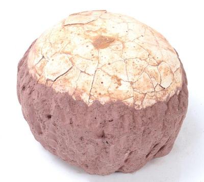 Lot 204 wonderful perfectly preserved ancient dinosaur egg