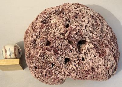 HUGE boulder sized red hollow tube coral *RARE*