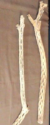 Cactus wood