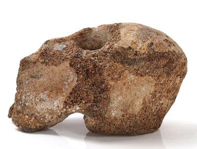 Lot 195 well preserved ancient woolly mammoth vertebra