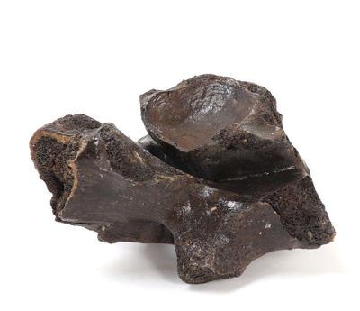 Lot 198 ancient fossilized wooly mammoth bone