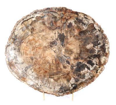 Lot 193 gorgeous large slab of ancient petrified wood wstand