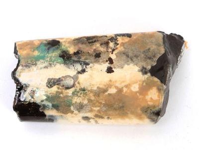 Lot 182 baculite fossil with shell iridescence