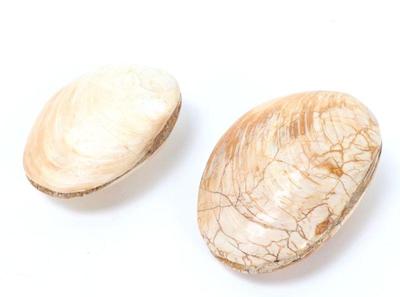 Lot 201 pair of ancient fossilized clams