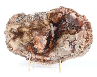 Lot 192 wonderful slab of ancient petrified wood