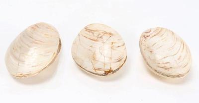 Lot 185 wonderful trio of ancient fossilized clamshells
