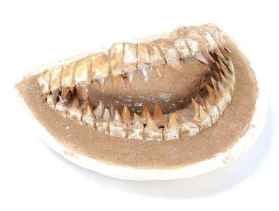 Lot 189 wonderful composite shark jaw with real shark teeth