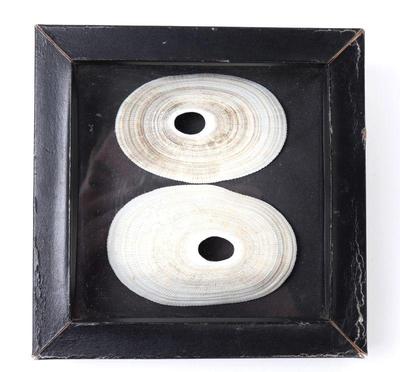 Lot 176 well preserved old clam shells in frame