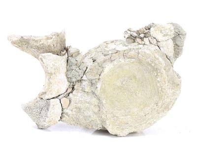 Lot 197 ancient dinosaur bone vertebra in preserved matrix