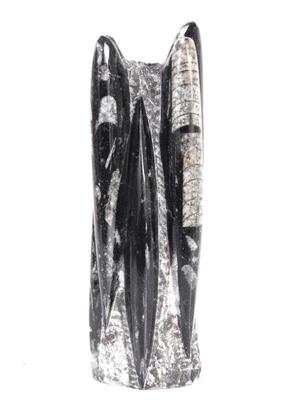 Lot 166 beautiful polished orthoceras fossil tower specimen