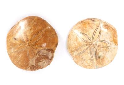 Lot 184 wonderful pair of complete fossilized sand dollars
