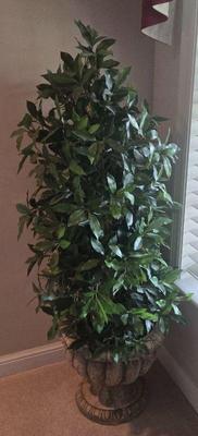 Plant