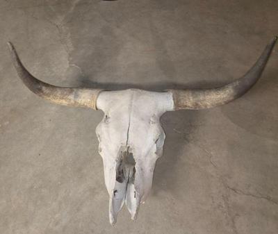Steer horns 