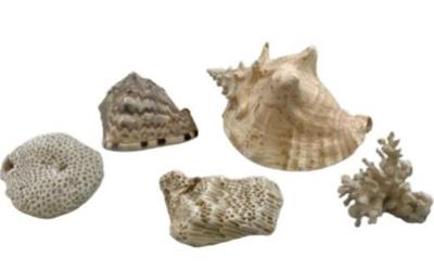 Group Of Sea Shells And Reef Decorations