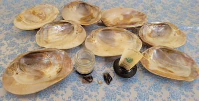 IRRIDESCENT SHELL COLLECTION 