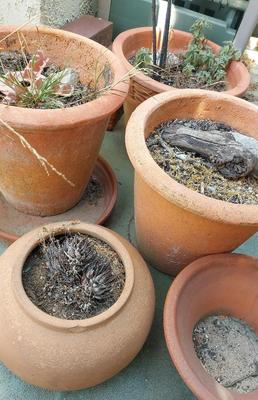 SEVEN MIDSIZE-LARGE CLAY FLOWER POTS