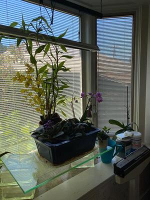 Sale Photo Thumbnail #191: Large Orchid plants and planters