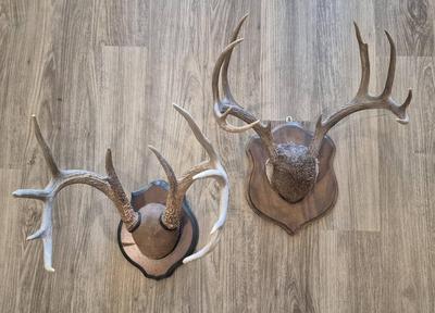 Deer Antler Mounts