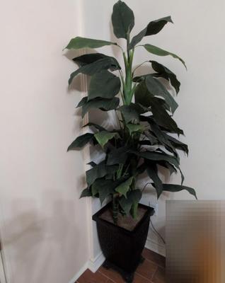 Artificial Plant