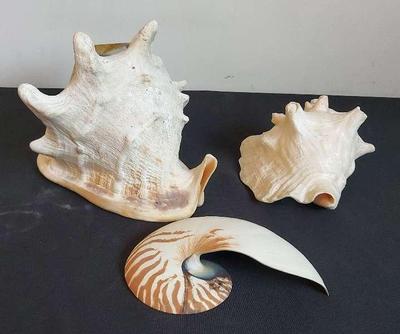 GORGEOUS TRIO OF SEASHELLS