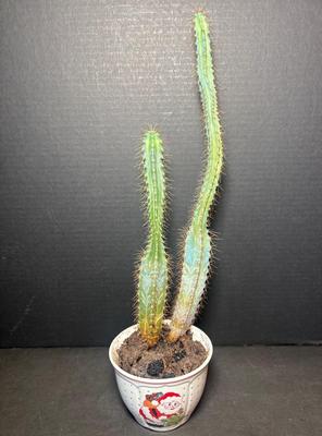 Small Potted Leggy Cactus 