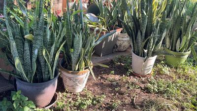 Snake Plants