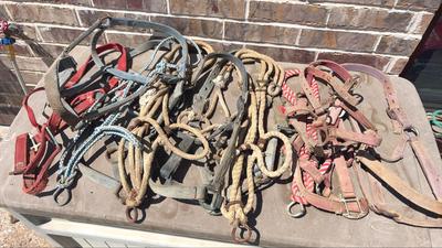 Horse Halters