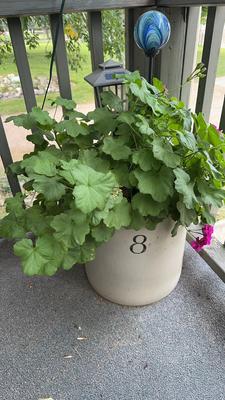 8 Gallon Crock With Flowers & Solar Light